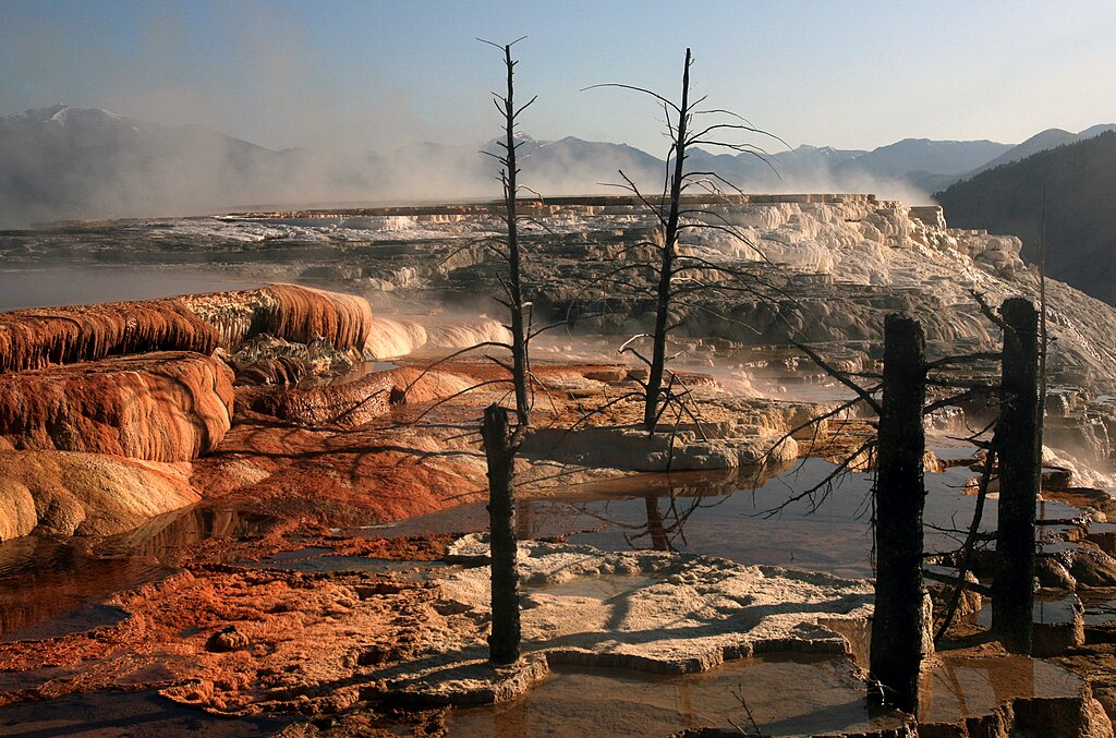 Steaming travertine terraces with vivid orange and white hues at Mammoth Hot Springs, surrounded by barren trees against a mountainous backdrop.