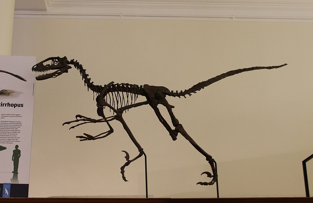 Deinonychus antirrhopus, Sedgwick Museum of Earth Sciences, Cambridge