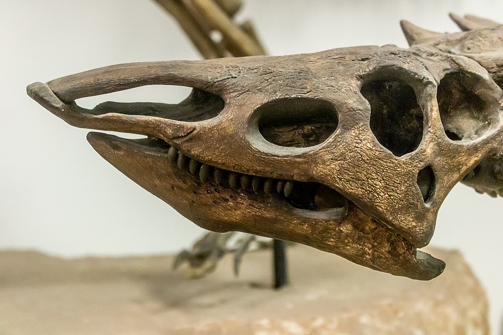 Desmatosuchus