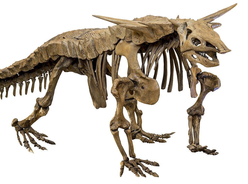 Desmatosuchus