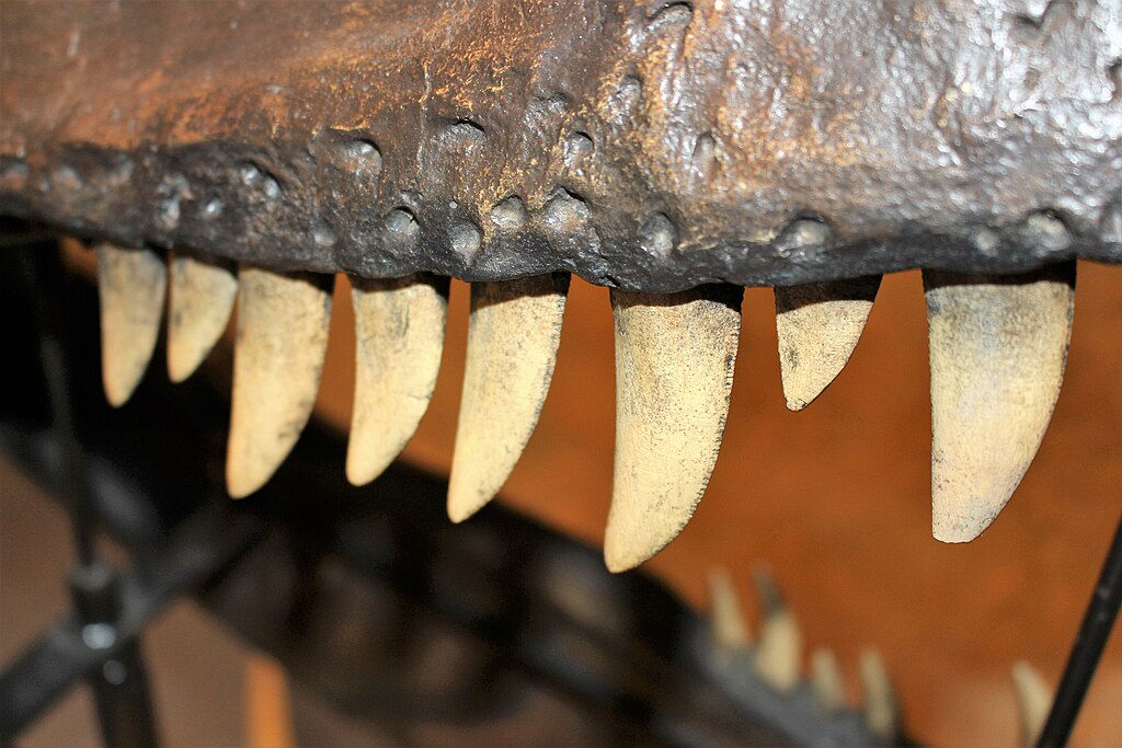 Reconstructed dinosaur teeth - probably Allosaurus fragilis - in the Rotunda Museum, Scarborough, England.