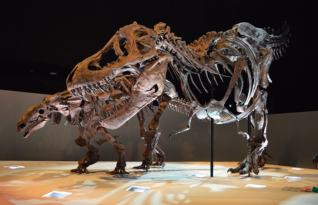 Dinosaur Exhibit at Houston Museum of Natural Science