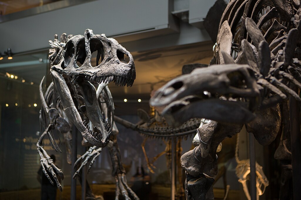 Dinosaur skeletons in a museum exhibit, featuring detailed skulls and bones. The lighting creates a dramatic and immersive atmosphere.