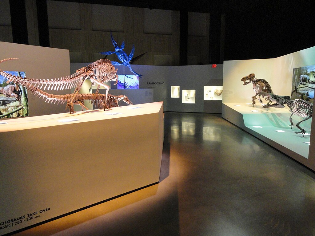 Dinosaur exhibit - Houston Museum of Natural Science