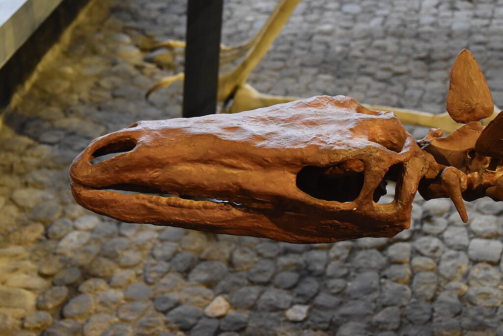 Dinosauria - Tuojiangosaurus