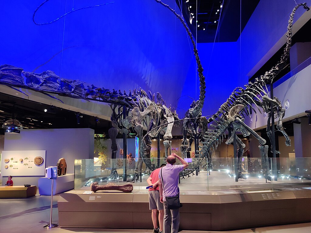 Diplodocid sauropod skeletons, Lee Kong Chian Natural History Museum