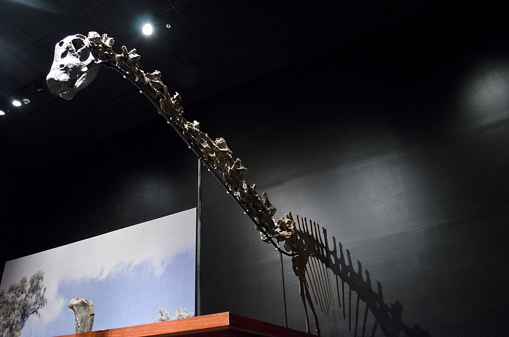 Diplodocus skull and neck - Museum of the Rockies
