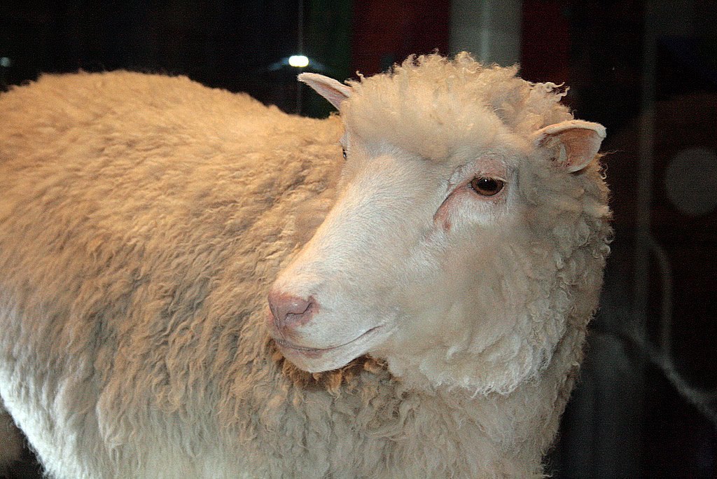 Dolly the sheep, stuffed.