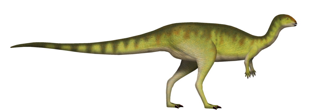 Dryosaurus, a smaller and more primitive ornithopod than Hippodraco, lacked many of the advanced skull features that helped later dinosaurs chew plants more efficiently.