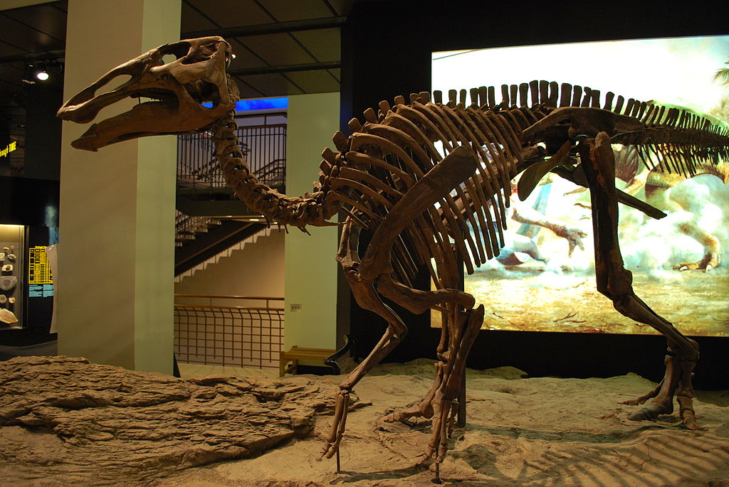 Edmontosaurus HMNS