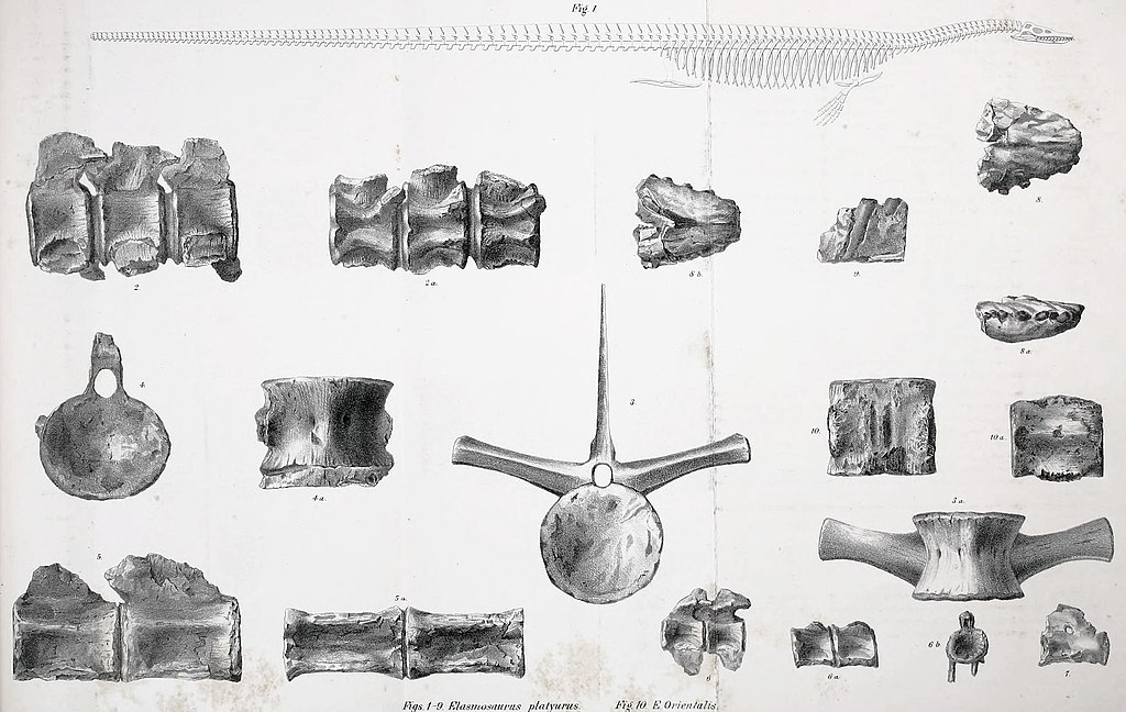 Cope's 1869 reconstruction of Elasmosaurus above, with head on the wrong end and no hind-limbs