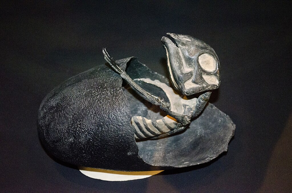 A cast of an embryonic Maiasaur emerging from an egg, on display at the Museum of the Rockies in Bozeman, Montana.