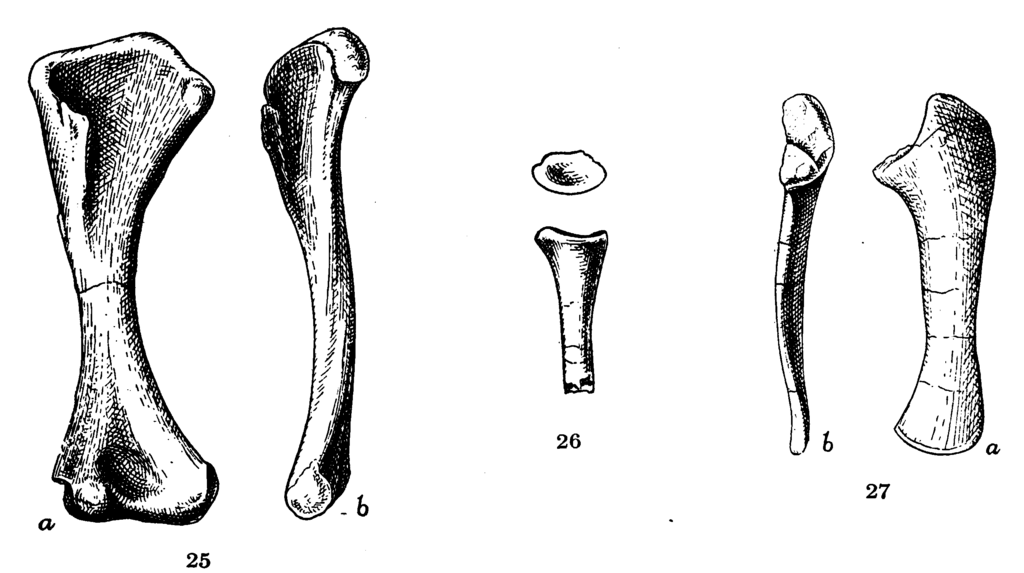 Illustration of three types of bones labeled 25, 26, and 27. Each type shows side and end views, displaying detailed textures and shapes.