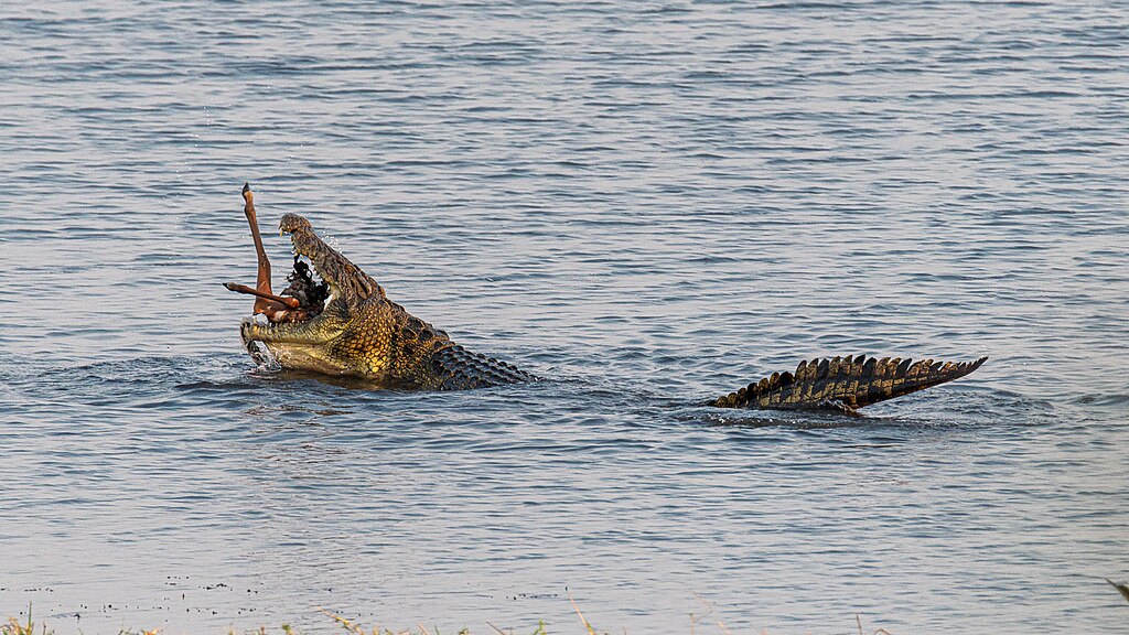 Feeding Crocodile, Chobe National Park, Botswana
