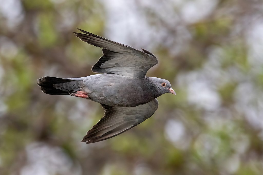Feral pigeon in flight