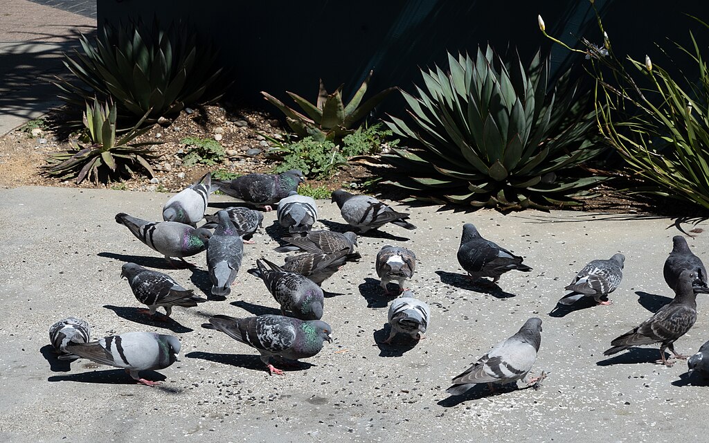 Flock of Pigeons Eating Seeds