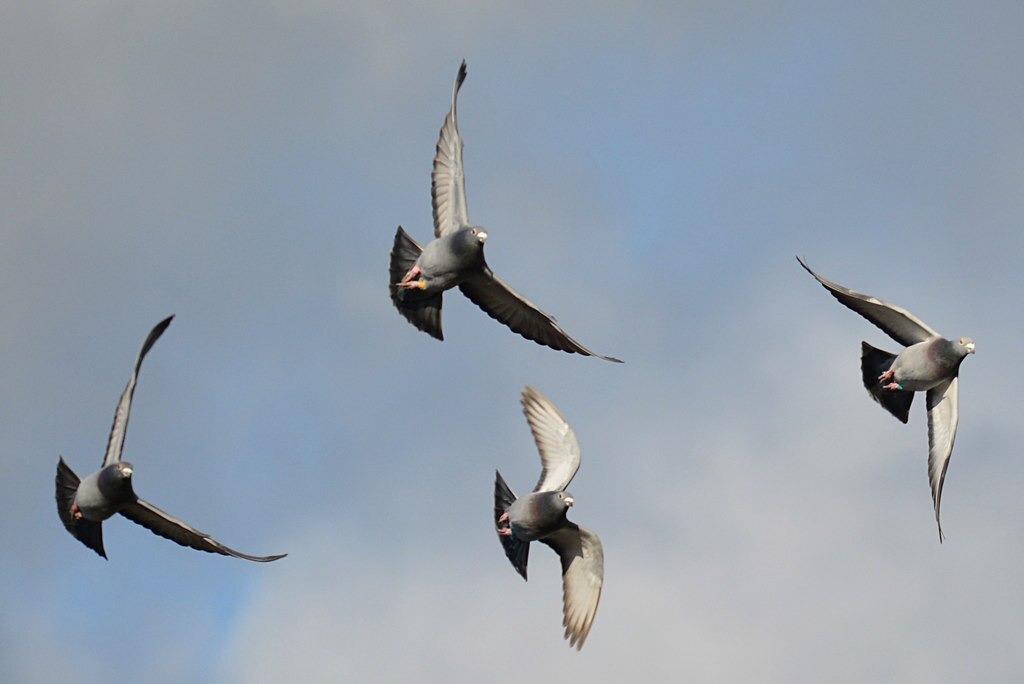 Formation flying, pigeons in Tilehurst, Berkshire