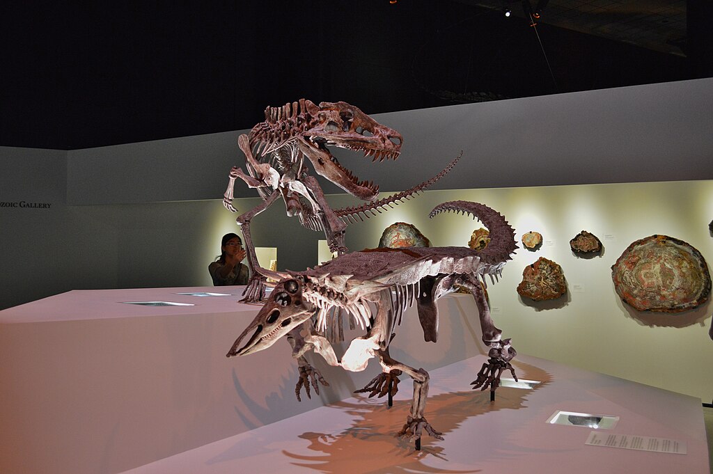 Fossil Exhibit at Houston Museum of Natural Science