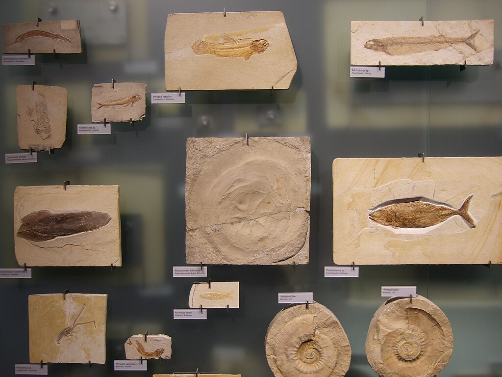 Fossiles in Museum für Naturkunde Berlin