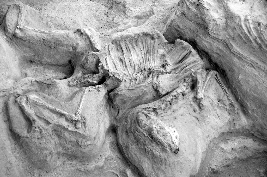 Nebraska's Ashfall Fossil Beds