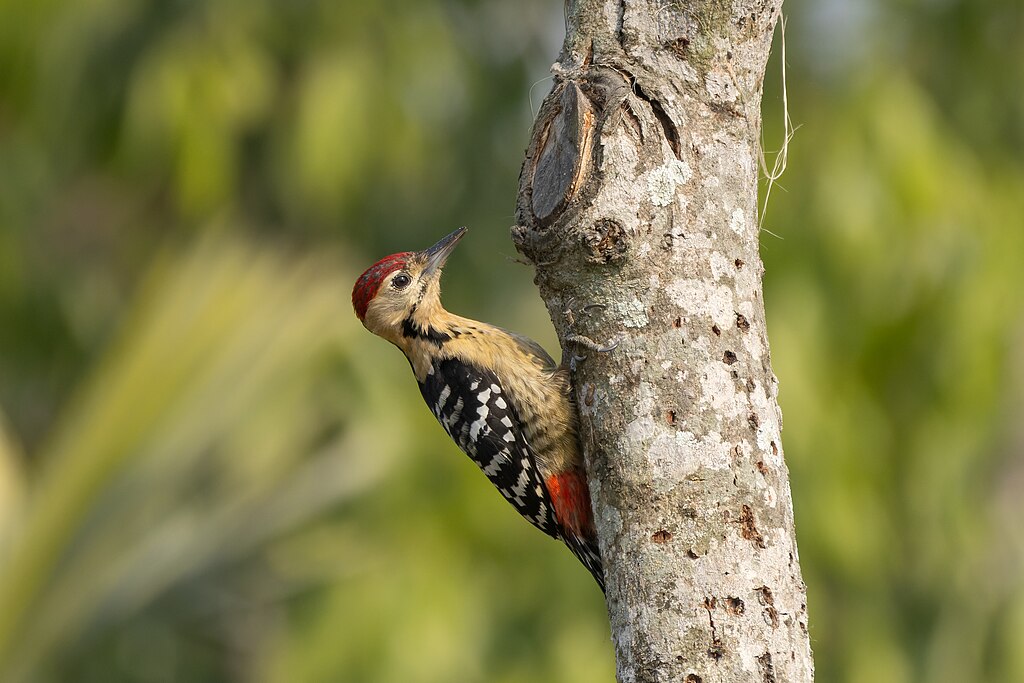 Fulvous-breasted Woodpecker