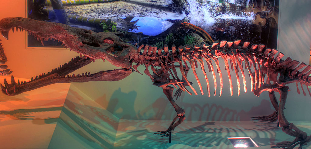 Bones and remains of prehistoric animals Smilosuchus, an extinct genus of reptile from the late triassic period in North America.