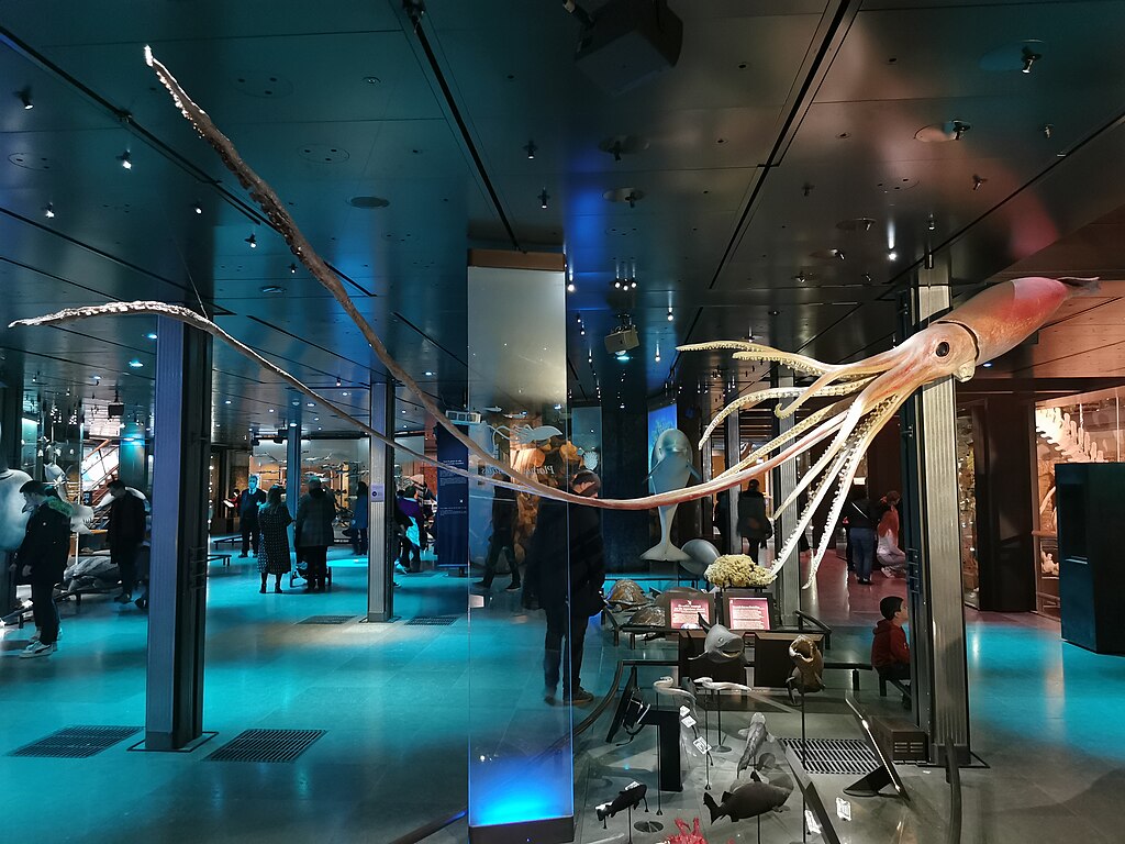 The world's first plastinated giant squid (Architeuthis dux), nicknamed "Wheke", displayed at the Muséum national d'histoire naturelle in Paris