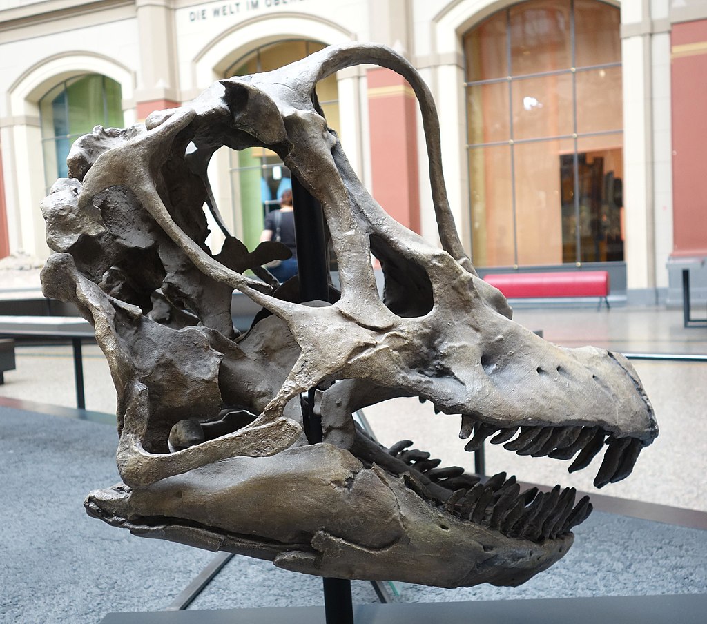A large dinosaur skull displayed in a museum, featuring prominent teeth and hollow eye sockets. The background shows an interior with arched windows.
