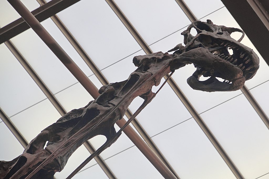 Close-up of a dinosaur skull fossil with sharp teeth, set against a backdrop of a geometric, skylit ceiling. The scene conveys a sense of history and awe.