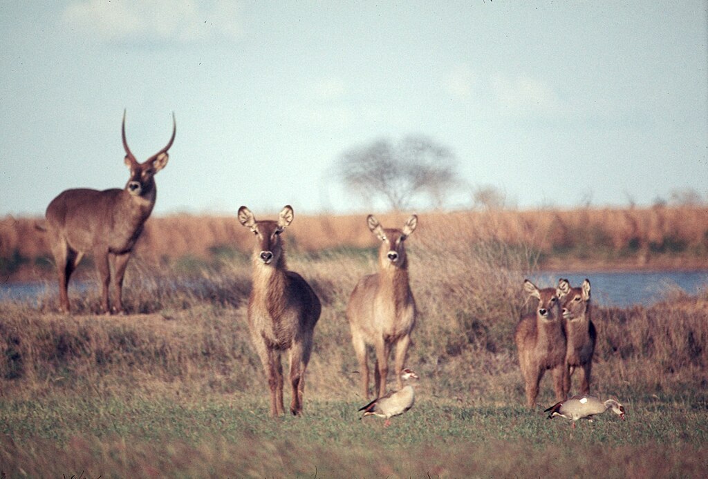 Group of defassa waterbuck standing in grass