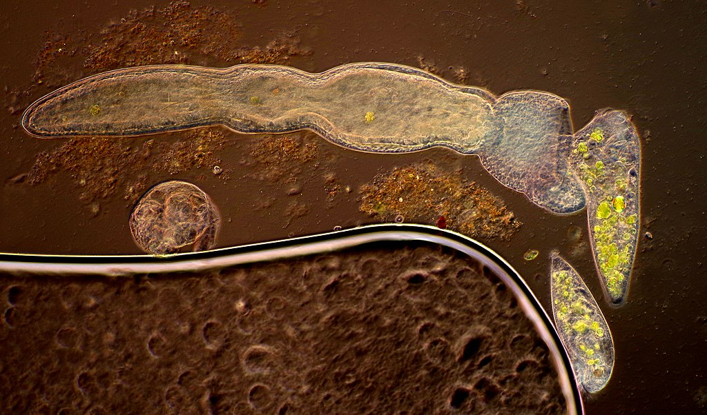 The image show the moment of microscopic worm (probably Chaetogaster sp.) hunting Stemntor (a kind of cliated protozoan)