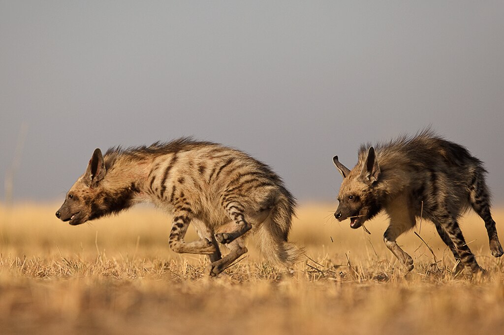 two striped hyenas playing chase in a dry field
