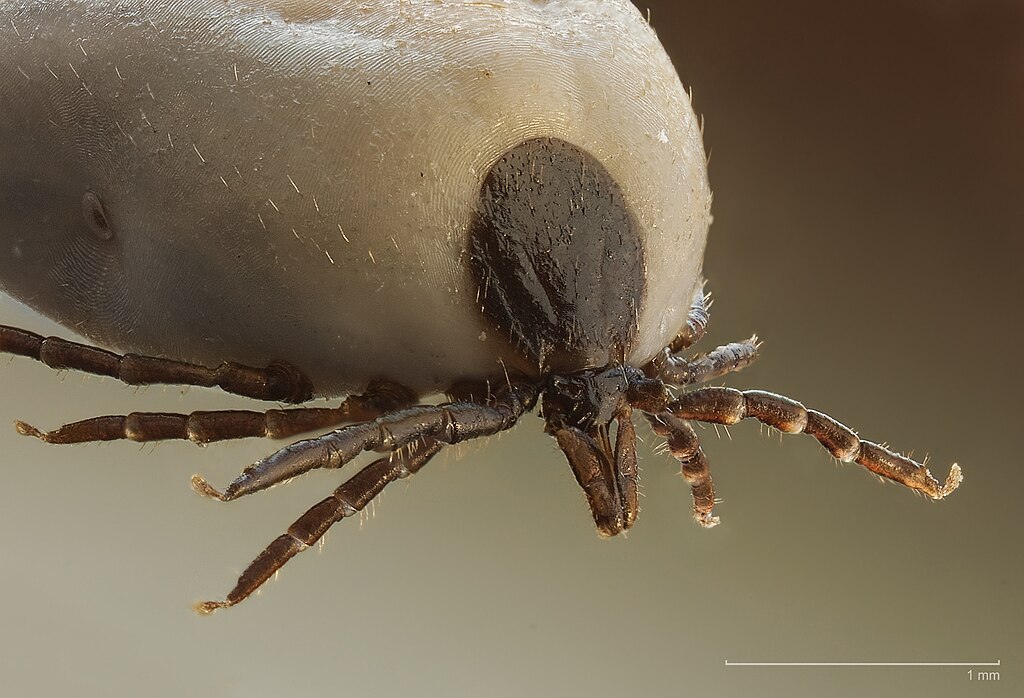 Chelicera of the sheep tick.
