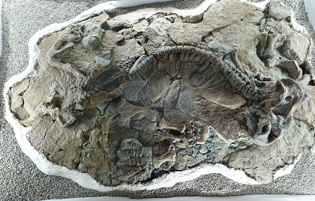 The mudrock that surrounds this fossil was laid down in layers on the bottom of a pond or lake. It is thought that this unfortunate Lystrosaurus drowned in a lake on the ancient Karoo floodplains