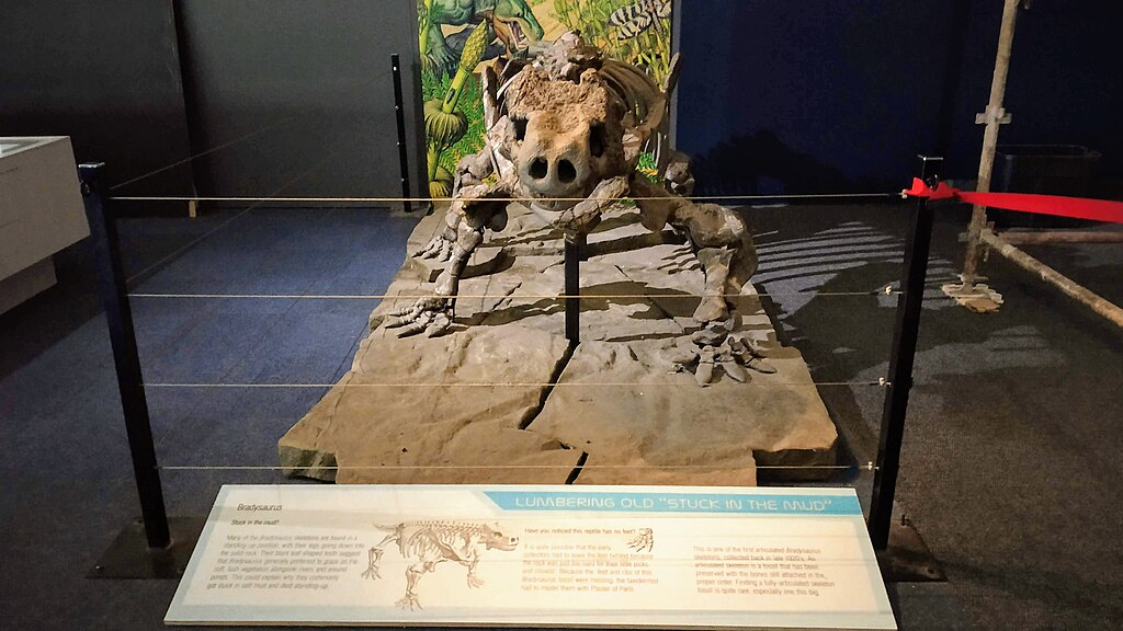 Iziko South African Museum 