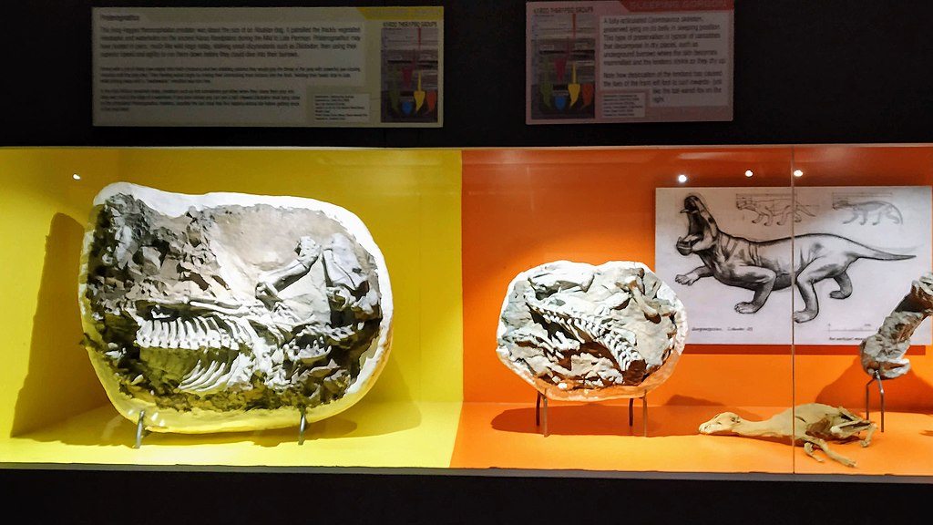 Iziko South African Museum