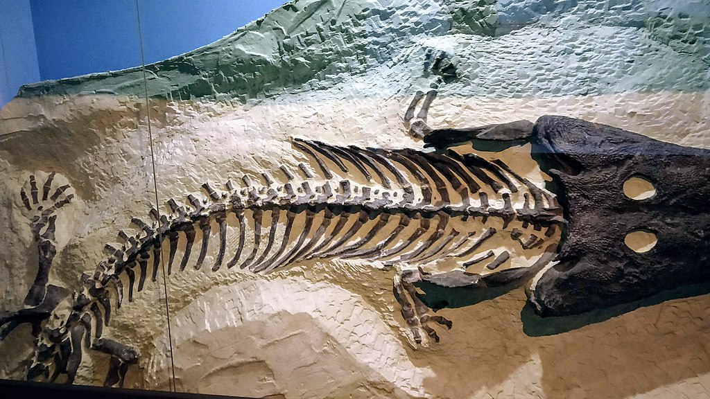 Iziko South African Museum