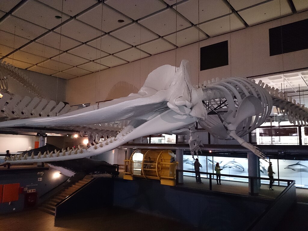 Iziko Sperm Whale Skeleton