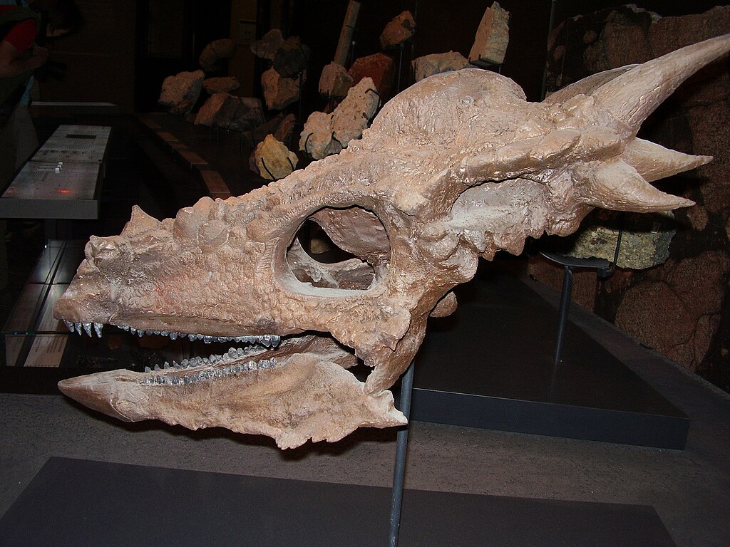 Skull of the pachycephalosaurid dinosaur Stygimoloch