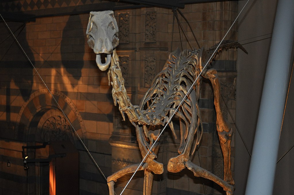 Skeleton of a large prehistoric animal displayed in a museum setting with a stone brick wall background. Overhead lighting casts dramatic shadows.