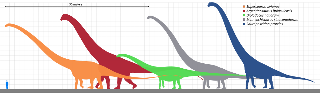 Comparison of selected giant sauropods