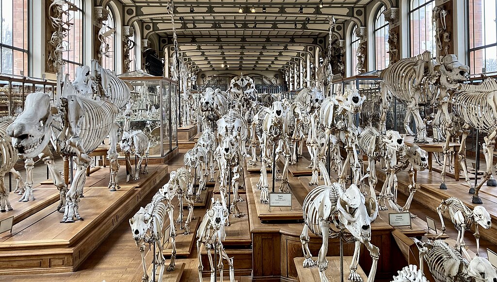 Mammals in the galerie de Paléontologie et d'Anatomie comparée