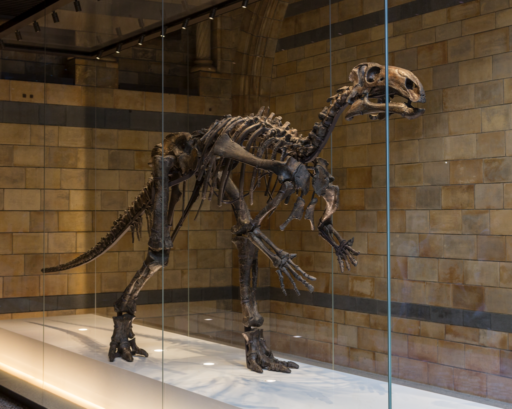 Dinosaur skeleton displayed in a glass case at a museum. The bones are prominently featured against a background of textured stone walls.