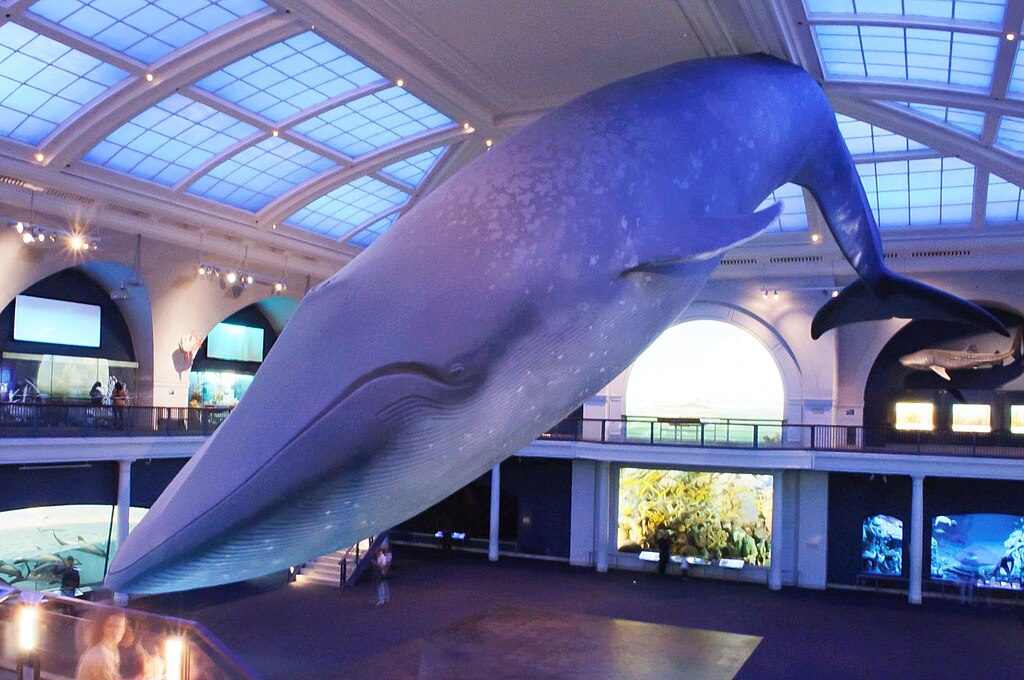 A large blue whale model is suspended from the ceiling in a museum hall. The room has a bright, arched glass ceiling, creating a spacious feel.