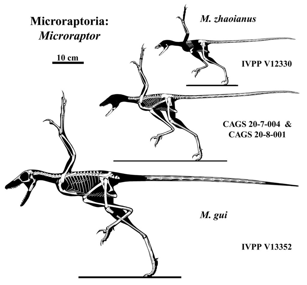 Microraptor Skeletons