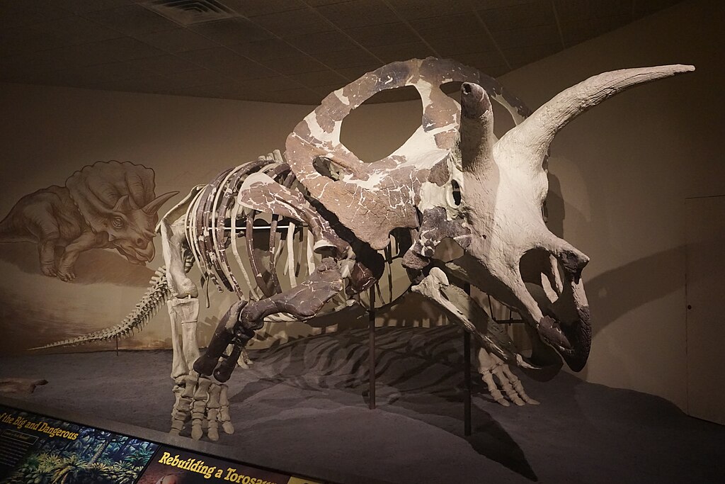 A Torosaurus skeleton at the Milwaukee Public Museum in Milwaukee, Wisconsin.