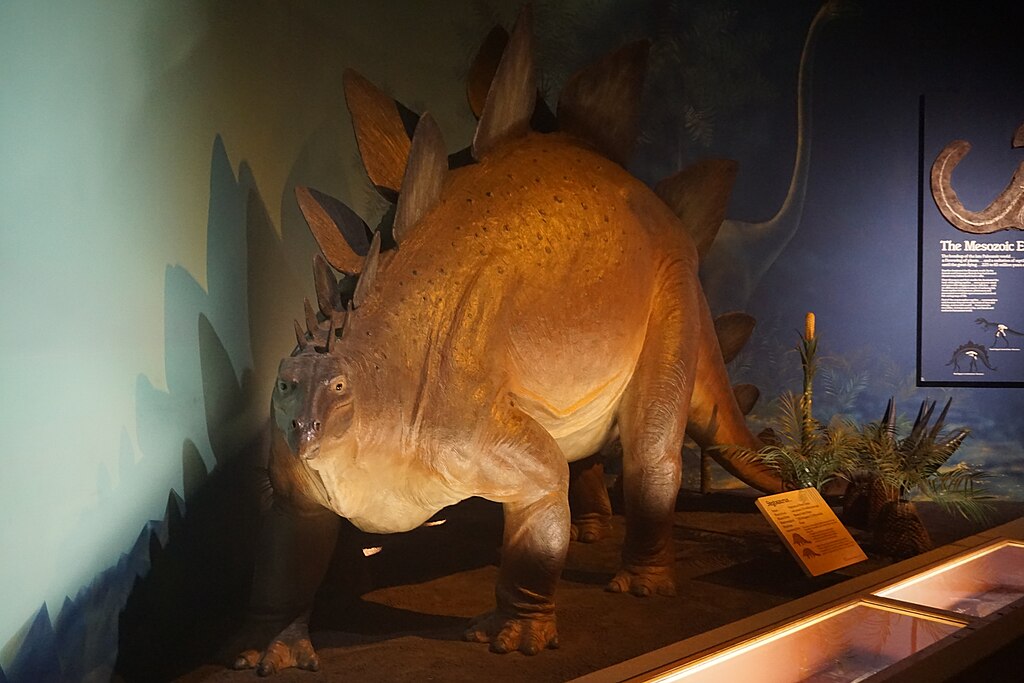 A Stegosaurus model in the Third Planet exhibit at the Milwaukee Public Museum in Milwaukee, Wisconsin (United States).
