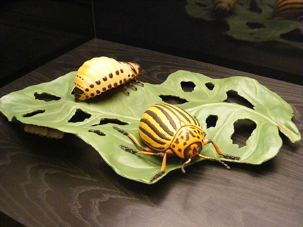 Model, Museum für Naturkunde