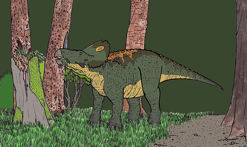 Illustration of the ceratopsian dinosaur Monoclonius, feeding in a prehistoric forest.