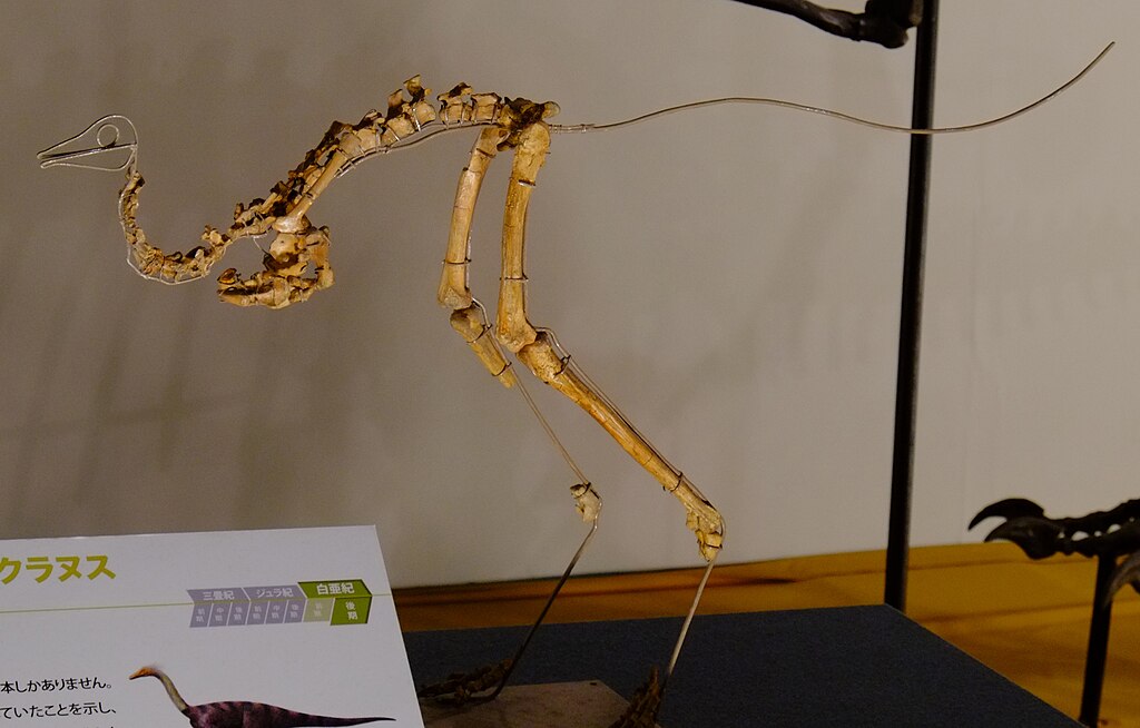 Since its discovery, Mononykus has sparked debate over whether it was a bird or a non-avian dinosaur, thanks to its intriguing mix of avian and dinosaurian traits.